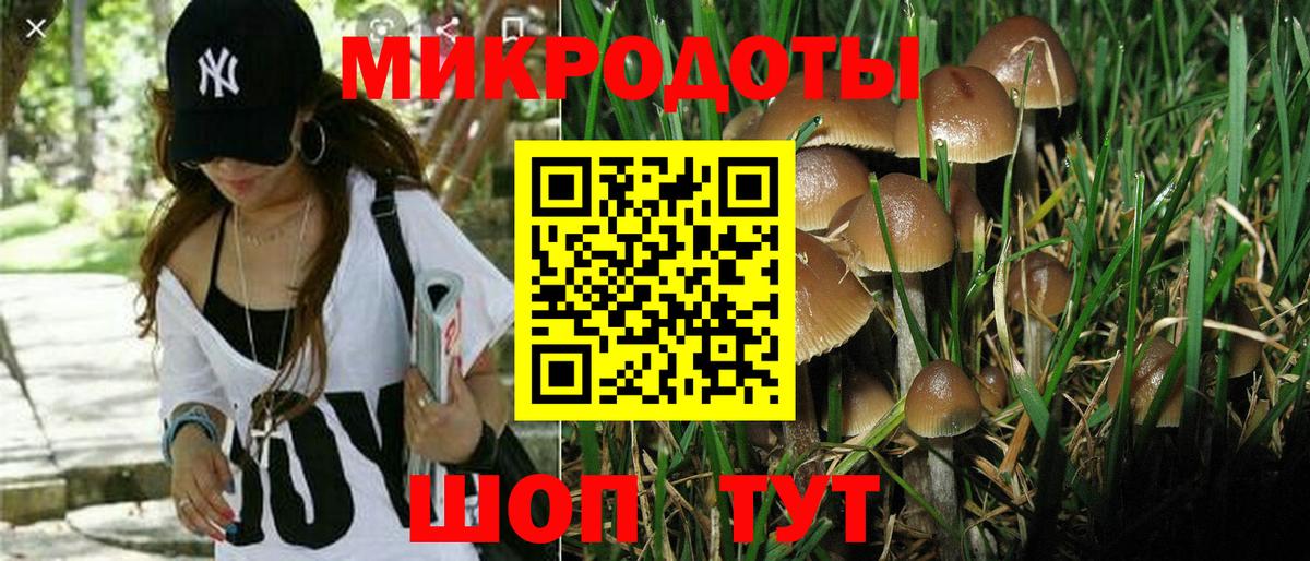 Псилоцибиновые грибы Psilocybe Апатиты